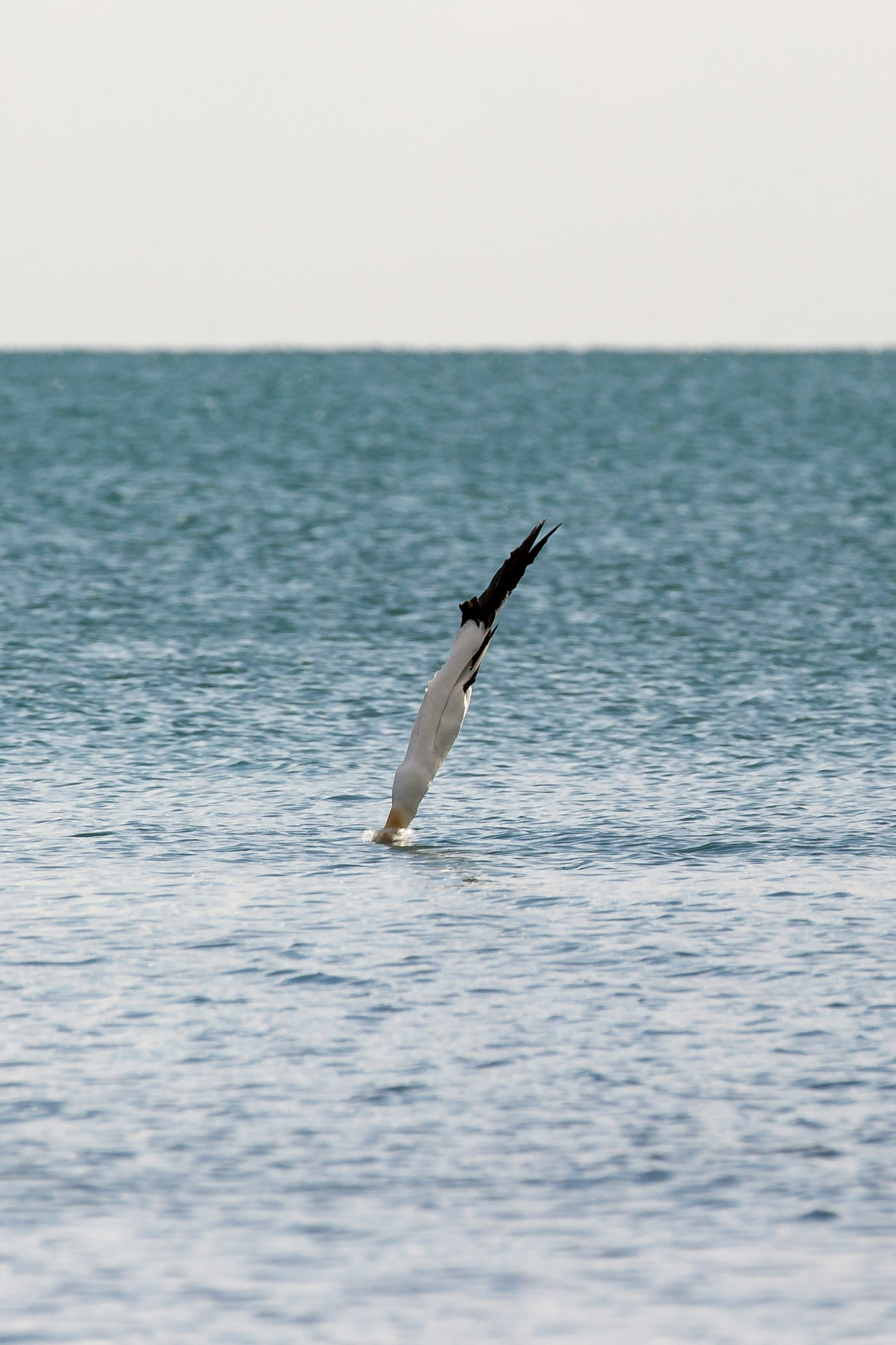 bird diving on water